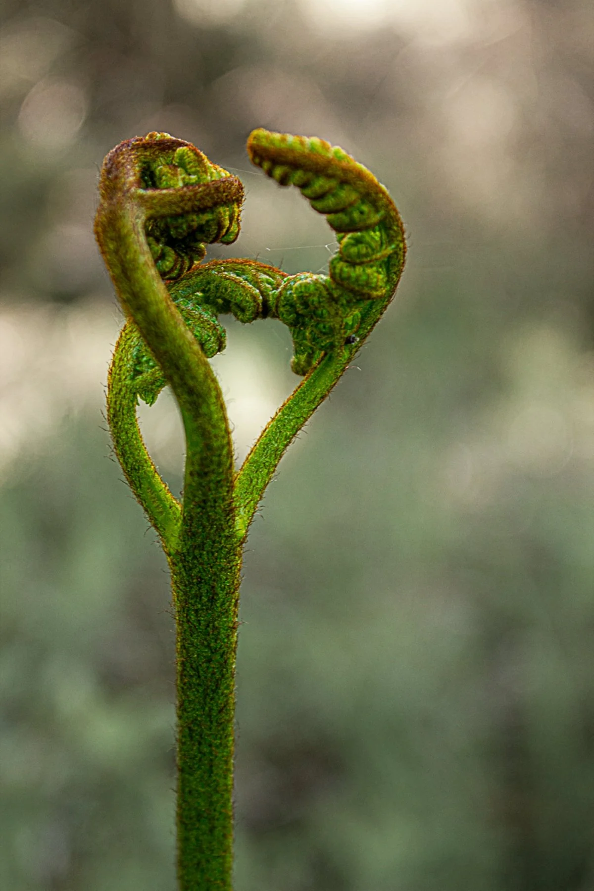 AB031 Unfolding life.jpg