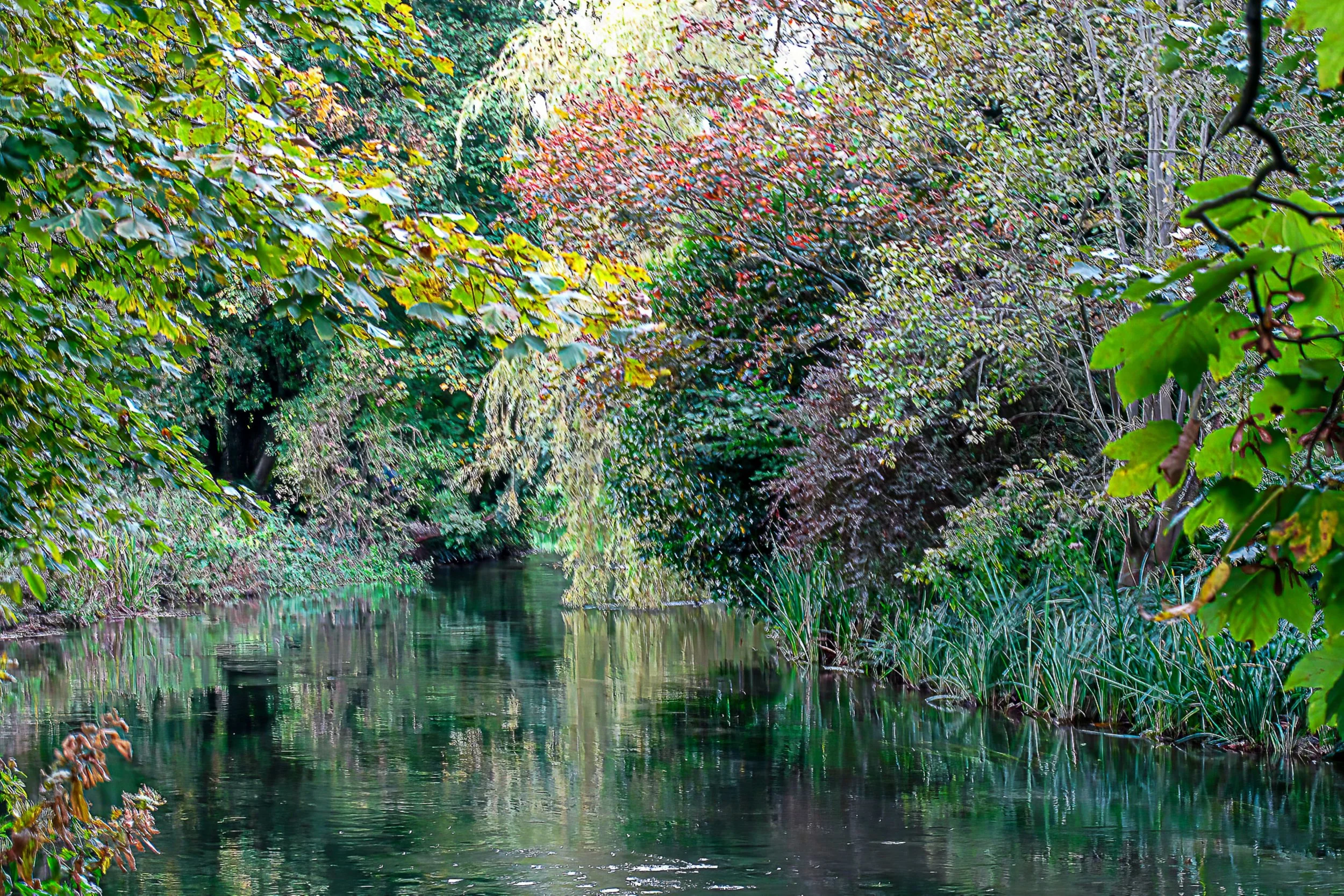 Woodland mirror - Copy.jpg