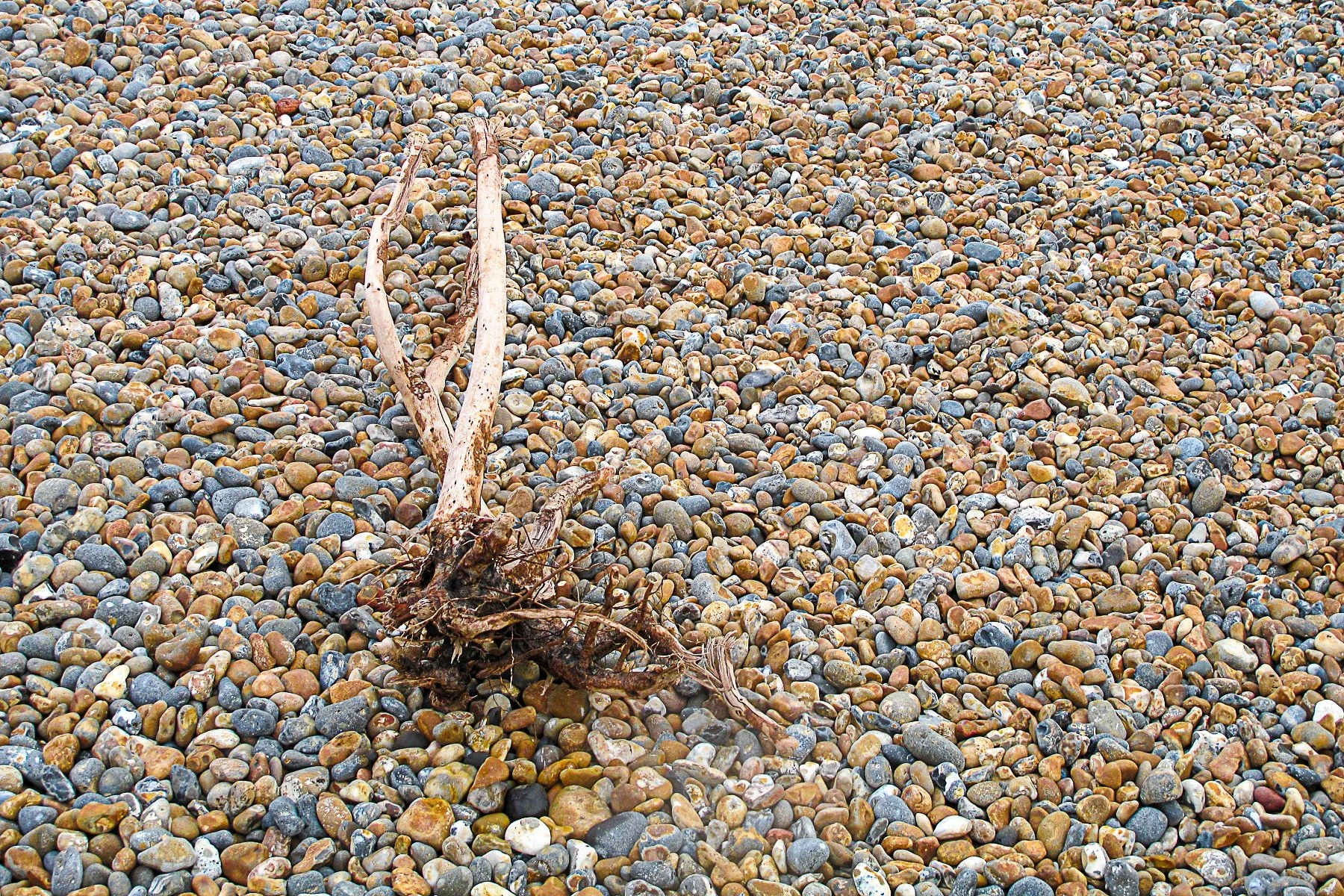 AB038 Nature's mosaic.jpg