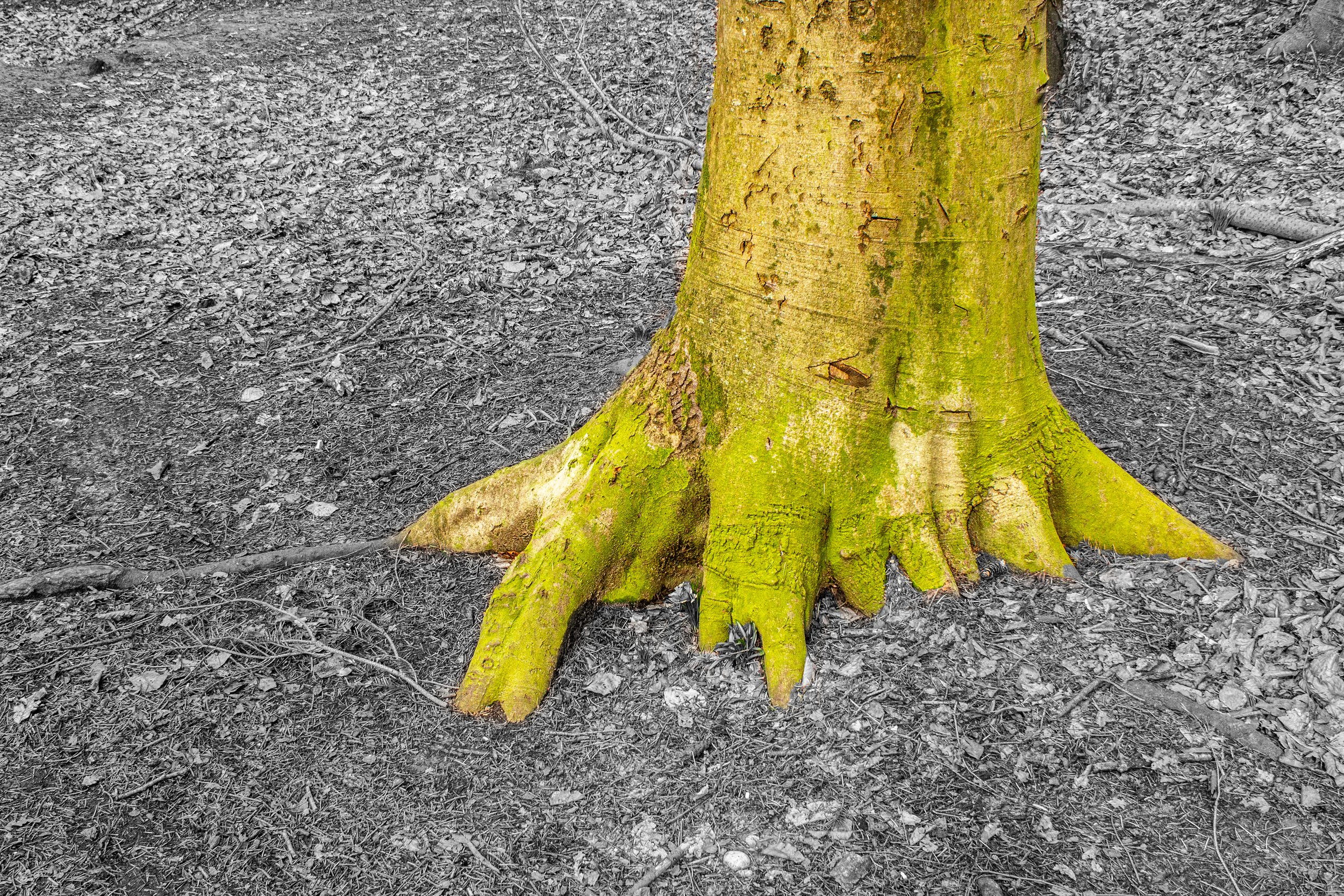 MI010 Roots of light.jpg
