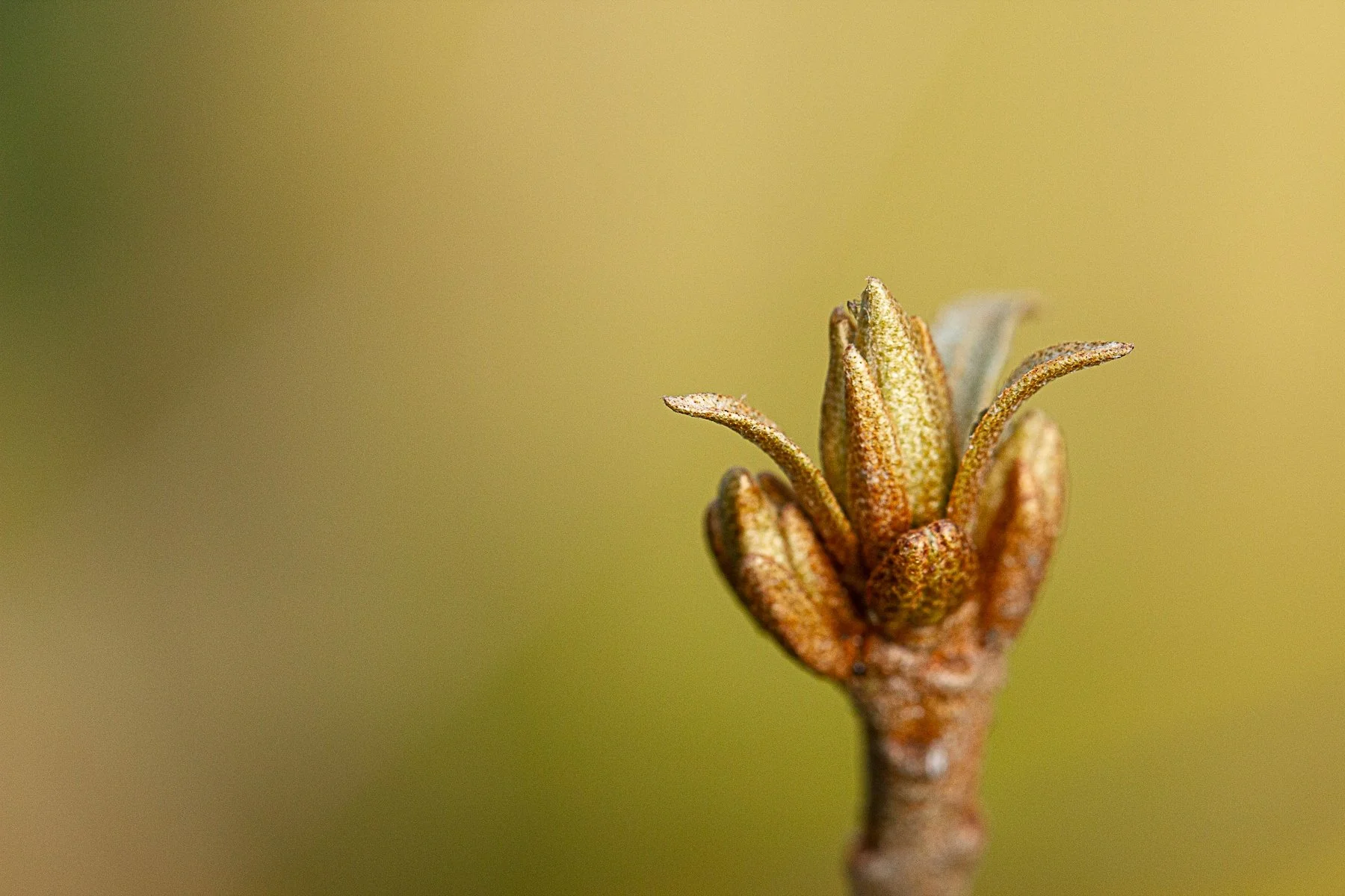 MI012 Emerging life.jpg