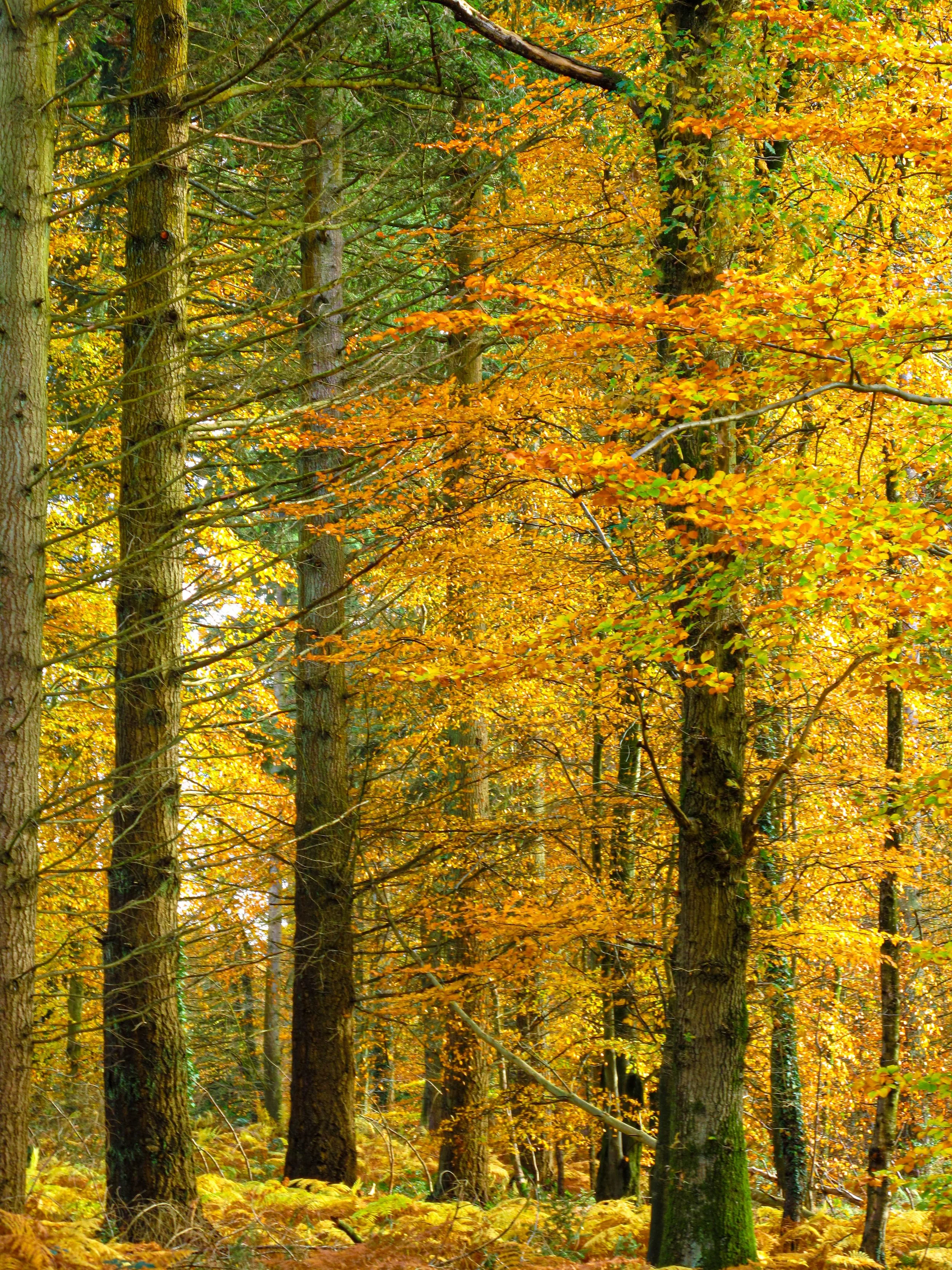 Forest in gold