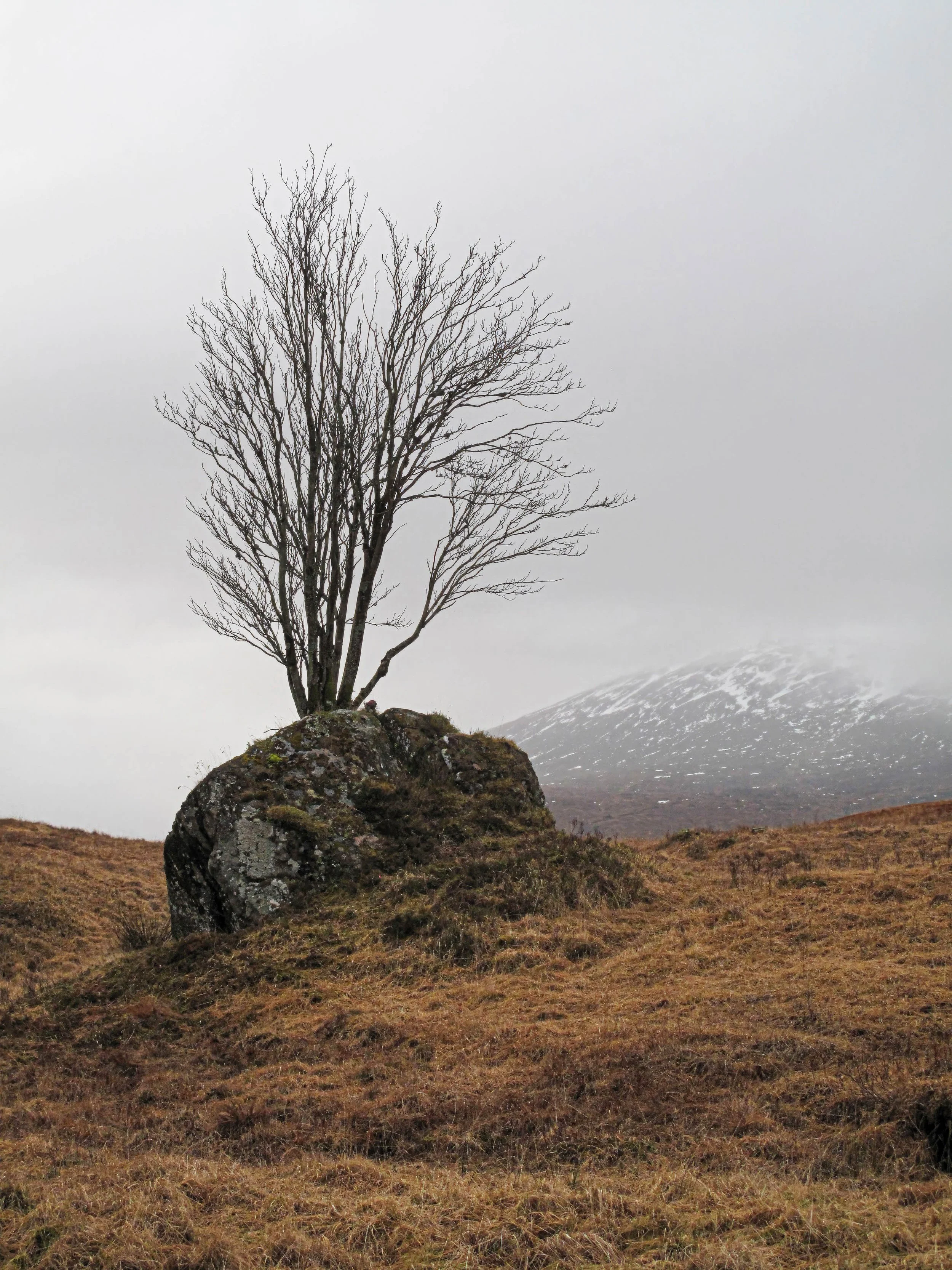 Rooted in stone