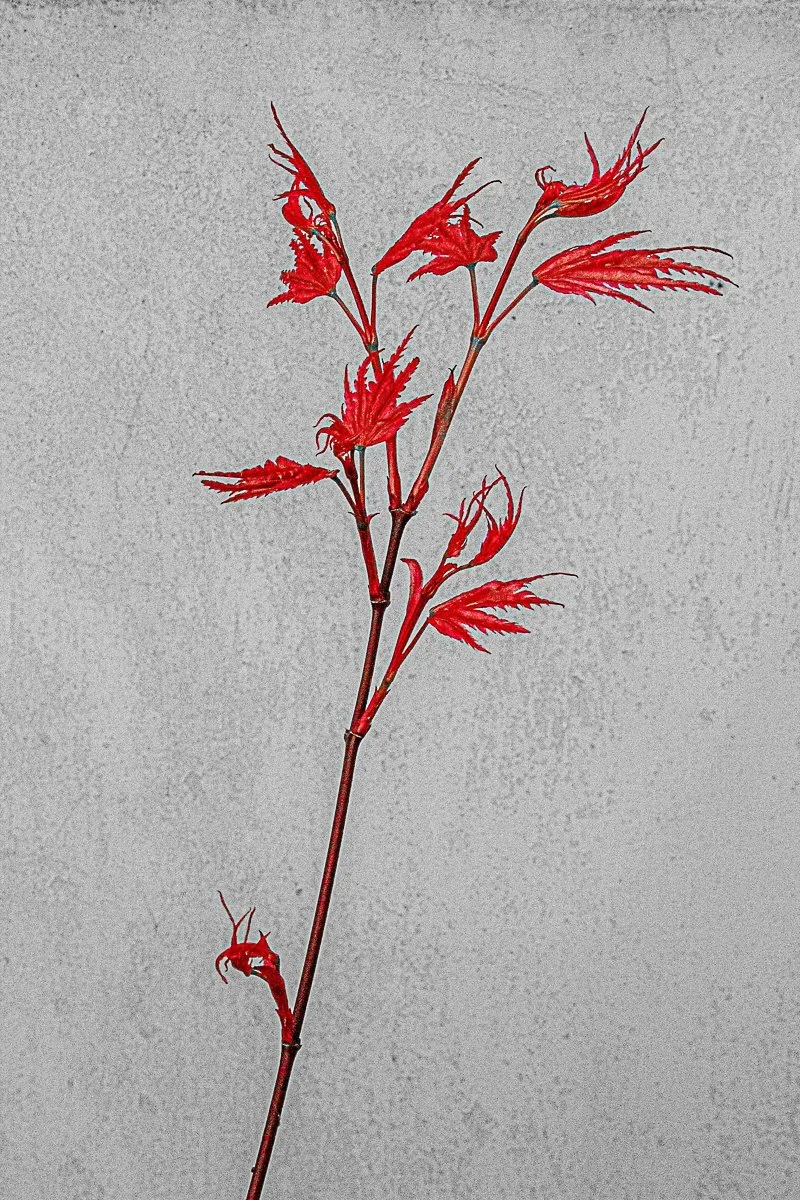 Red Emergence