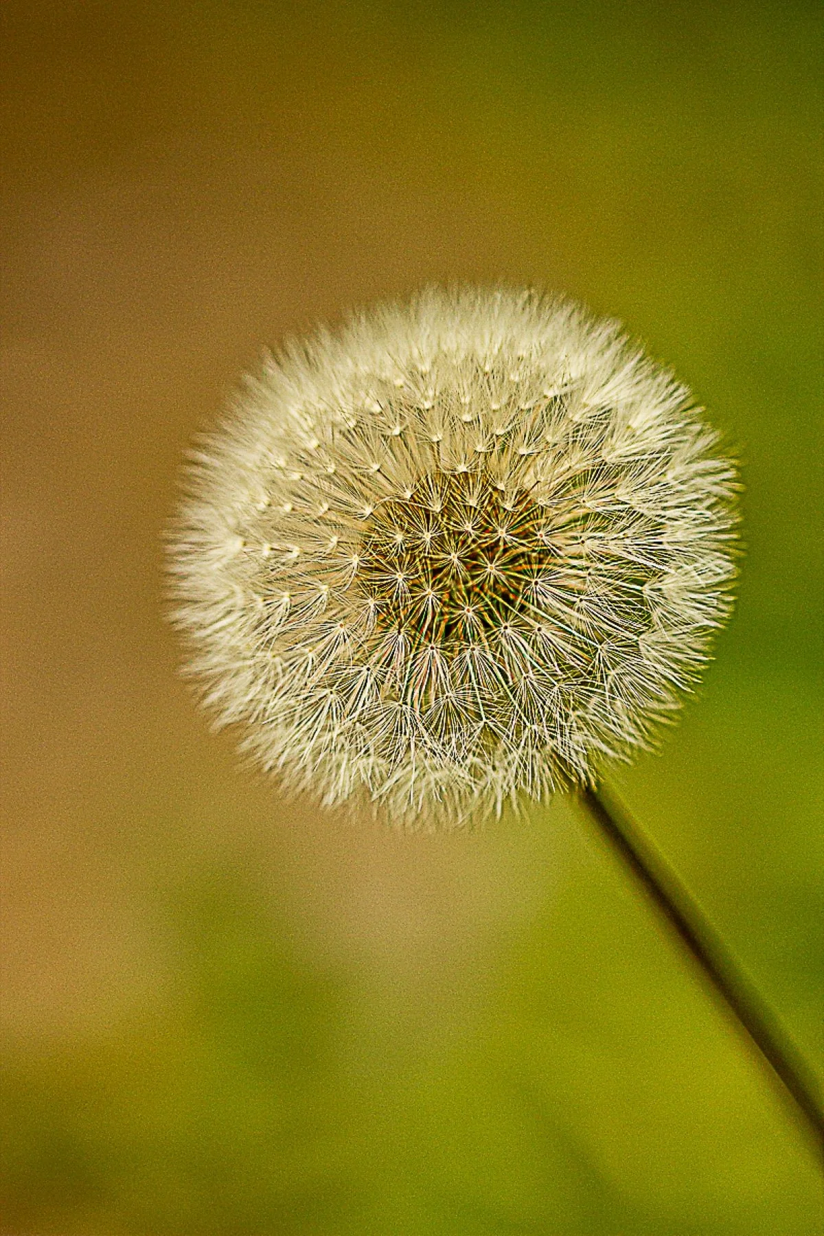 AB32 Wishes on the wind.jpg