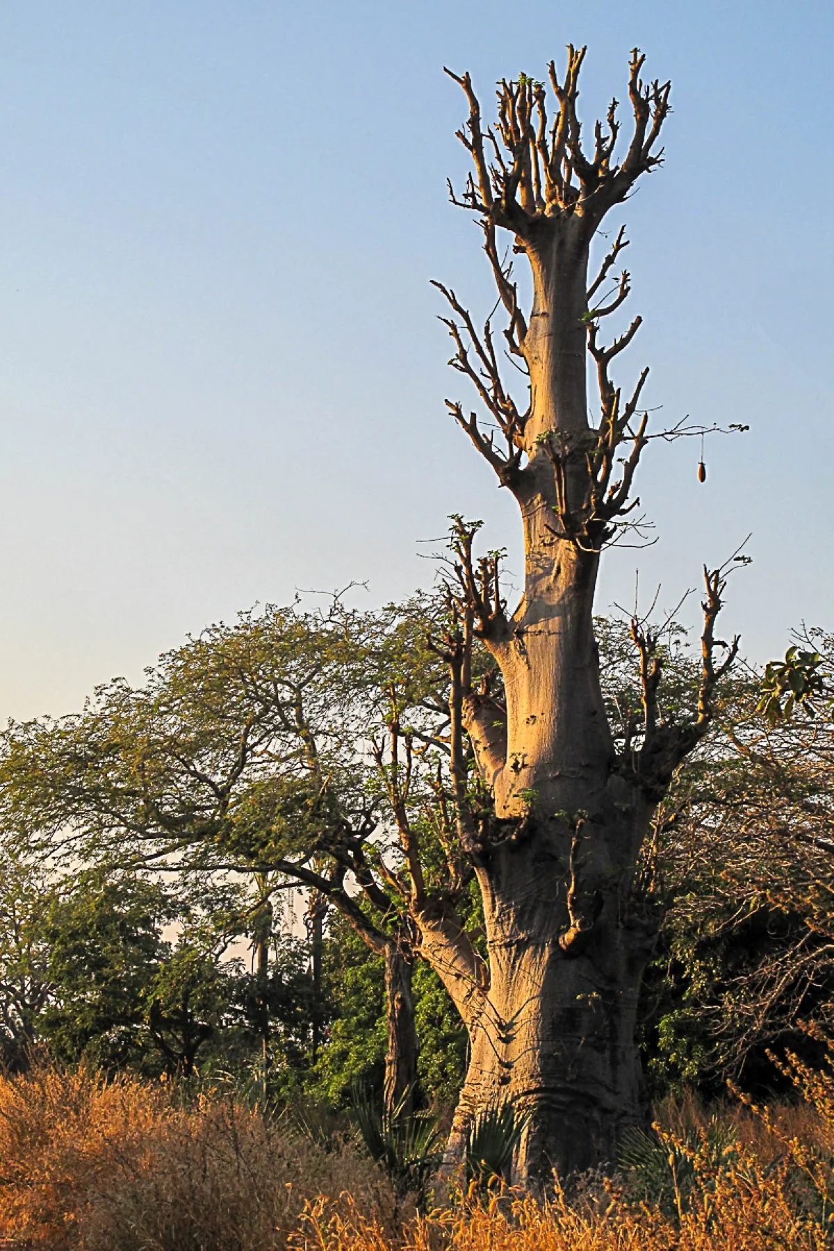 SS022 Tree of resilience.jpg