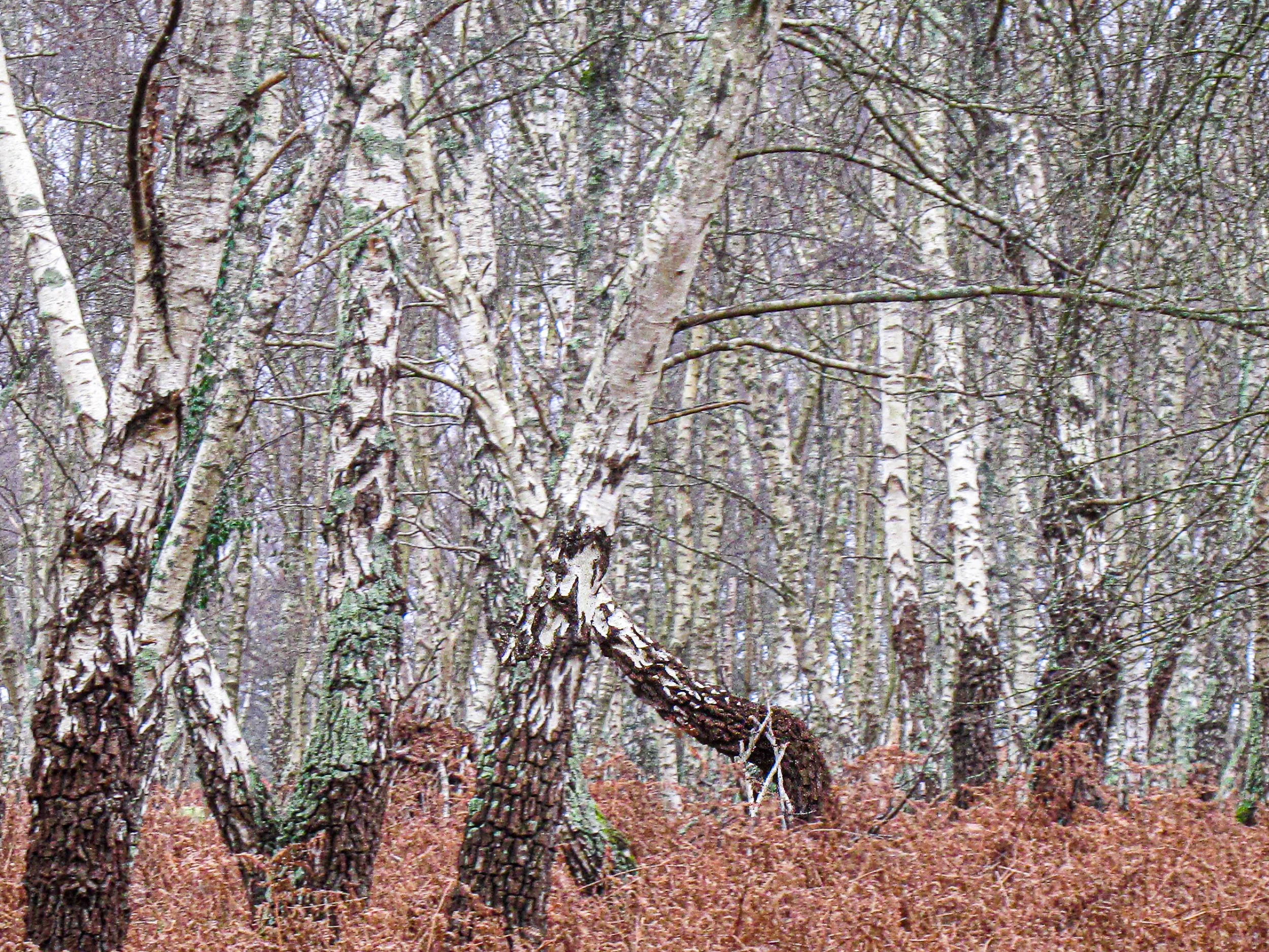 MI011 Silver Birch wall.jpg