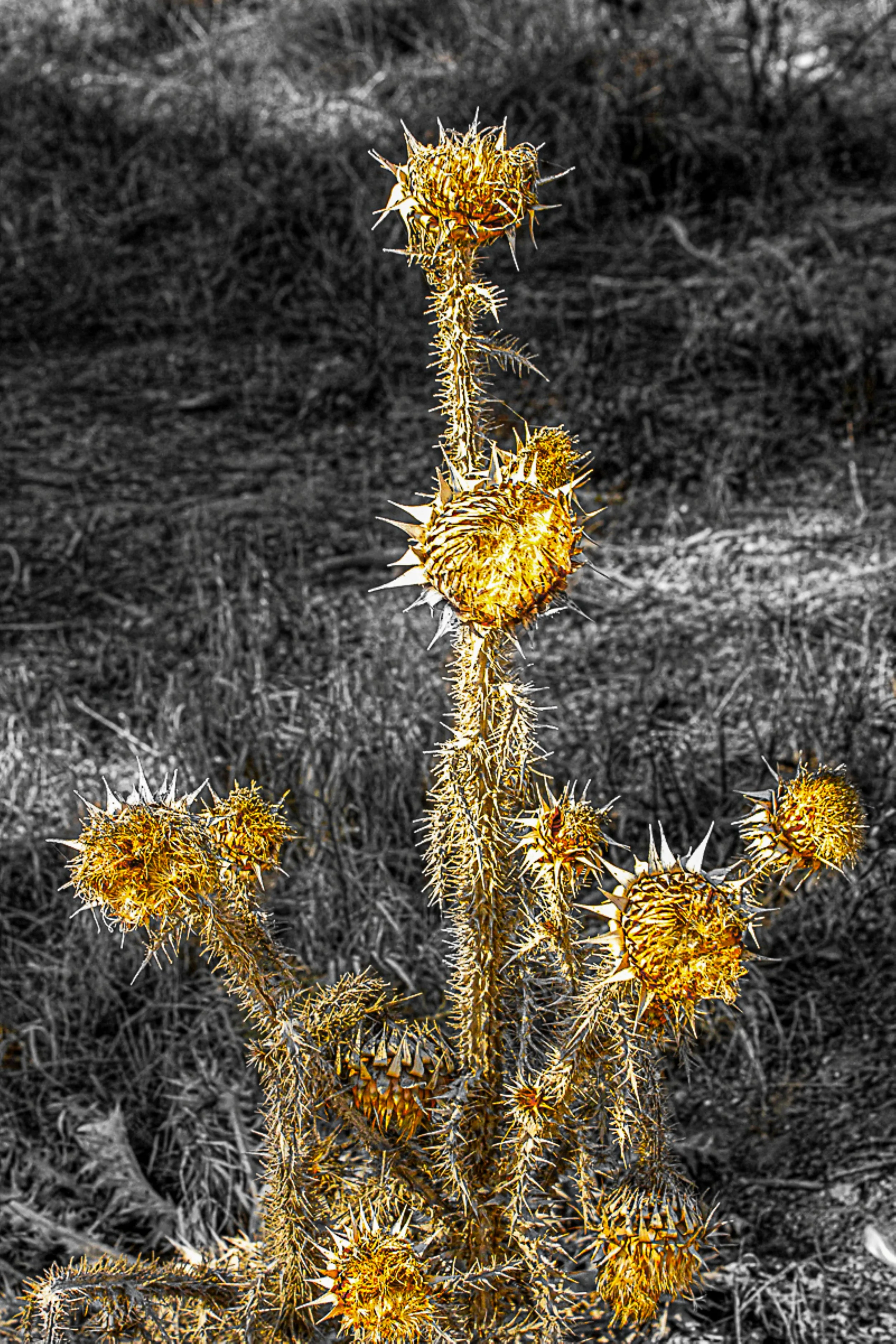 Golden sentinel.jpg