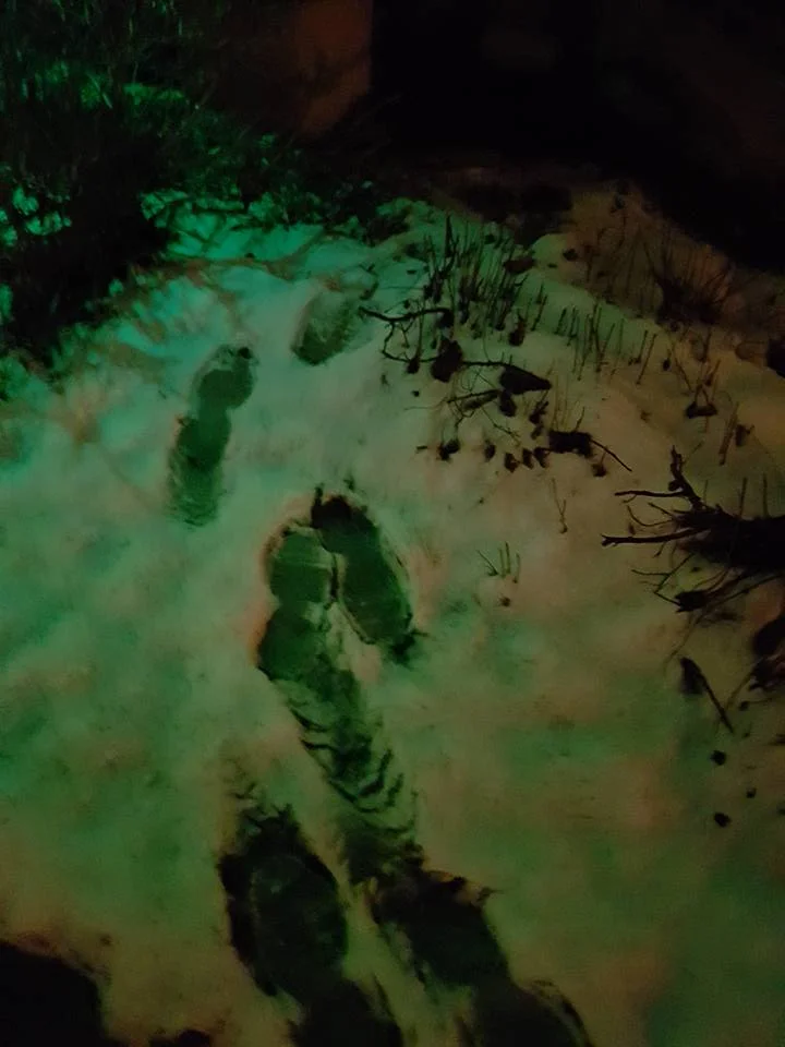 Pister l'animal humain