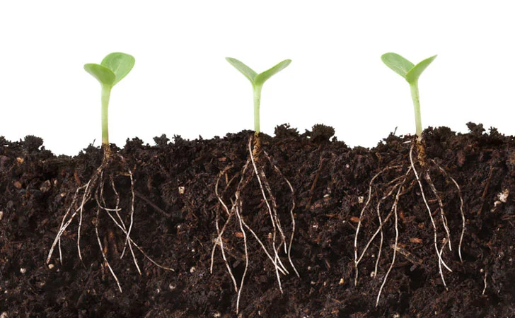 shutterstock-plant-roots.jpg