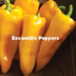 3125g_01_escamillo.jpg