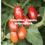 03371g_01_valentine.jpg