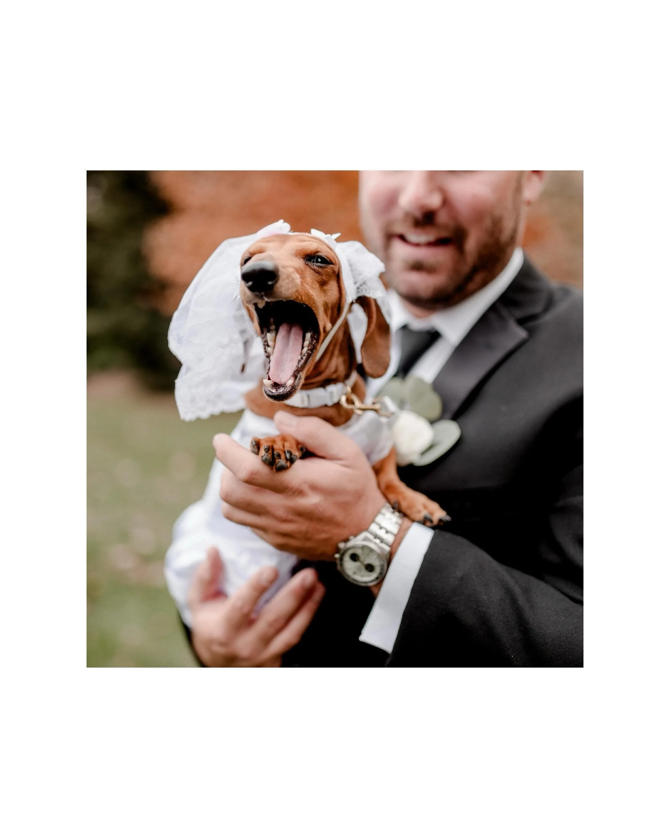 If I could sum up second shooting for @laurabriggsphoto, it would be: catching puppy yawns, cocktail hour details, and all the fun in between. 🎉 loved working with Laura on this day last fall. Penny I miss you!