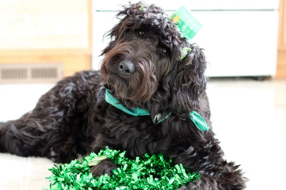  My dog is a goldendoodle. And yes, I know she is black, but they come in all colors! Her name is Pattycakes because she was born on St Patricks day. Which is fun, because, of the connection to my last name "Igo" which is Irish. This makes sense if y