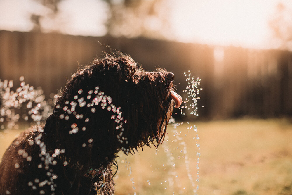 dog drinking from sprinkler