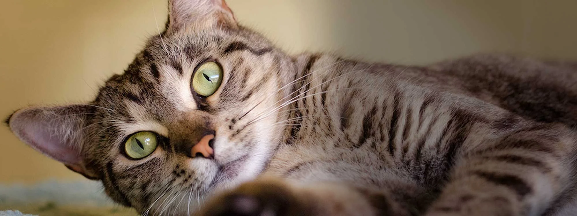 donate-cat-humane-society-naples-no-kill-shelter-collier-county.jpg