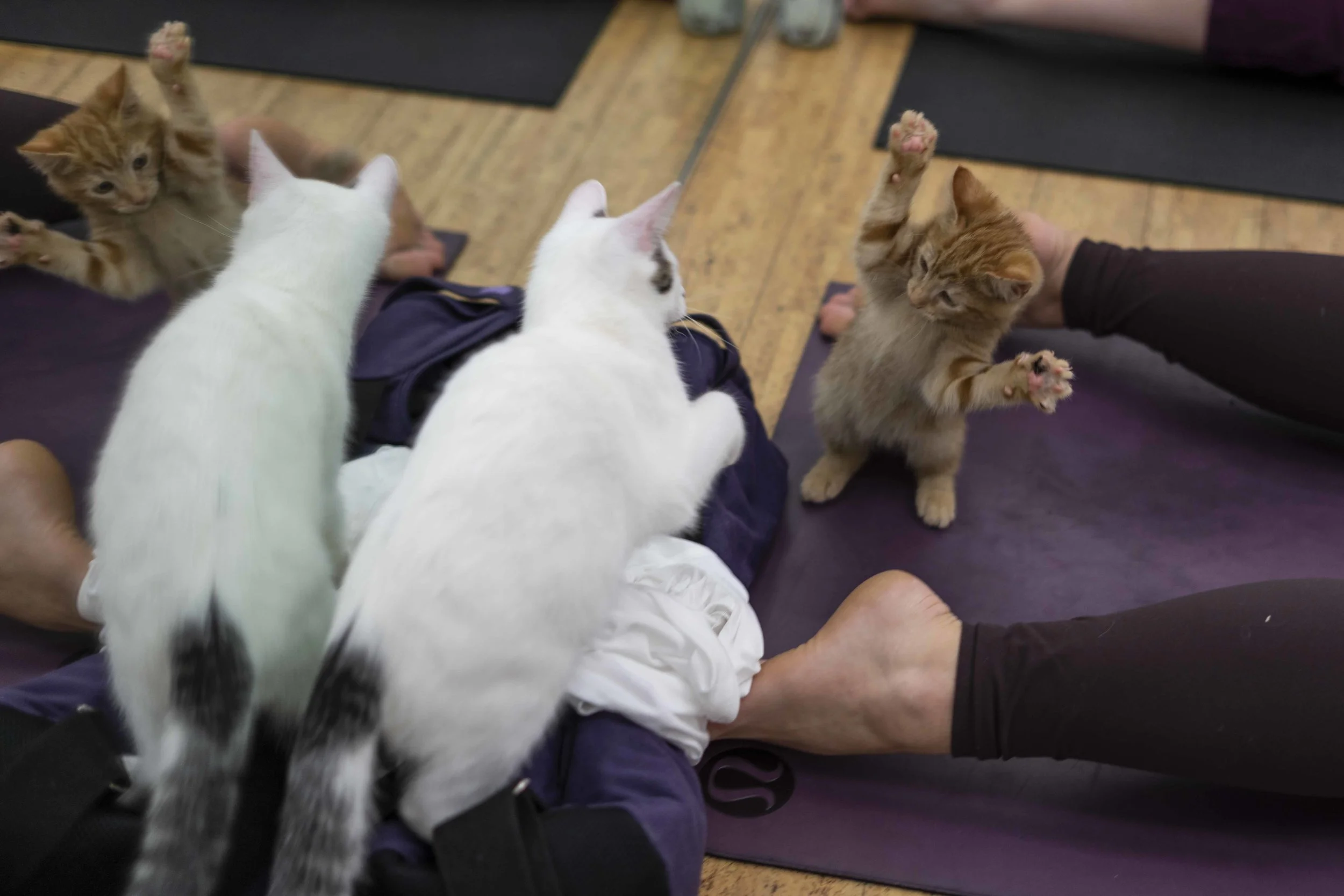 mpower_cat_yoga_web-26.jpg