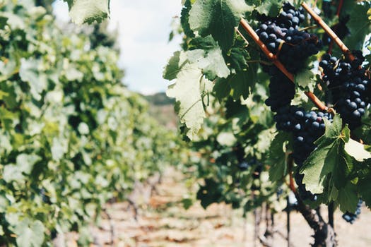 pexels-photo-1317917.jpeg