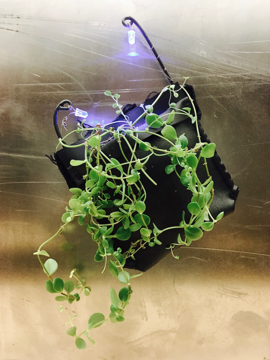 SoilSample(1) after a year + of growth, 1 species flourishing (January 2019)