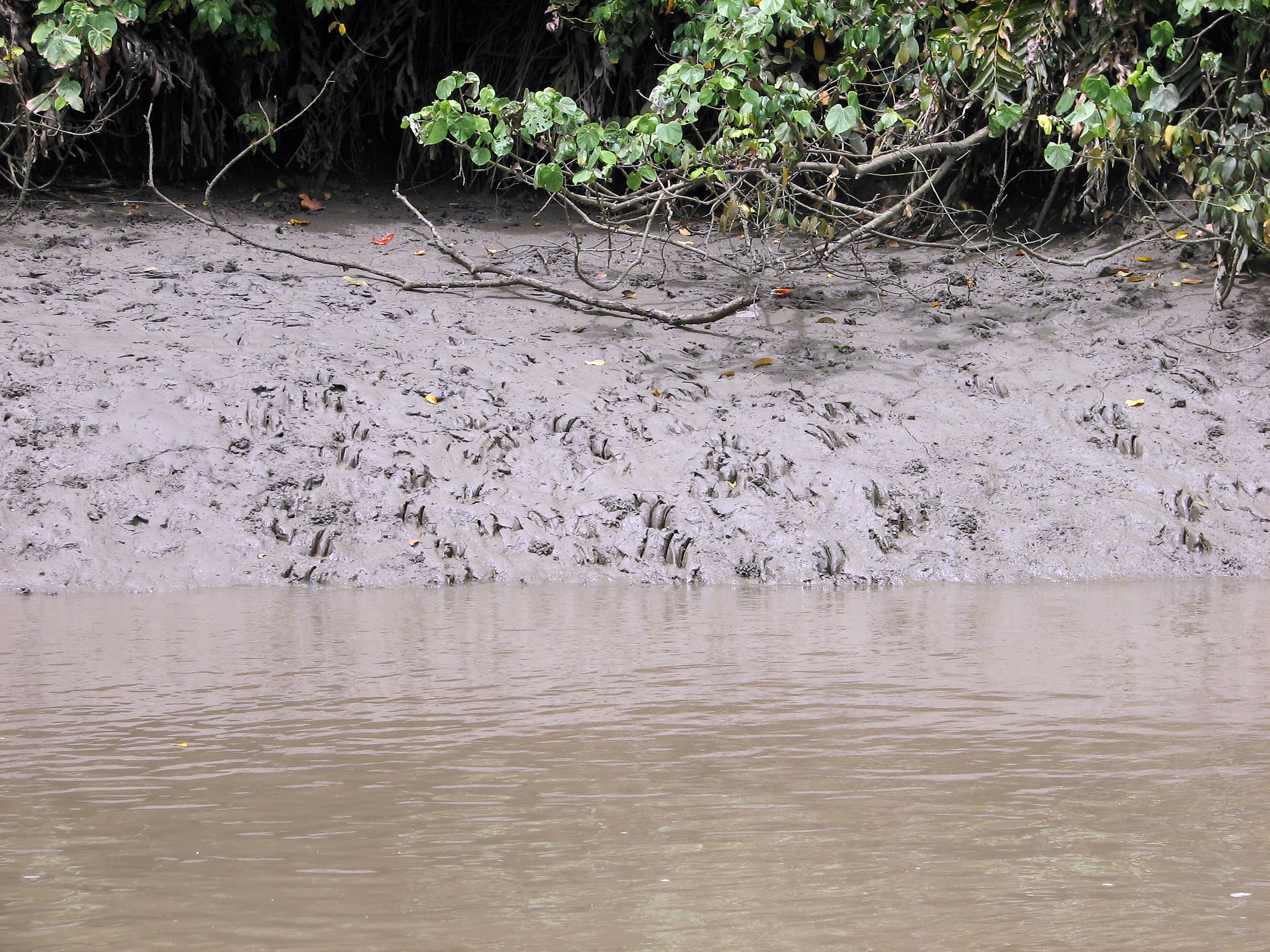 Photo by Dodd Plum, taken near Cypress Landing, June 2015