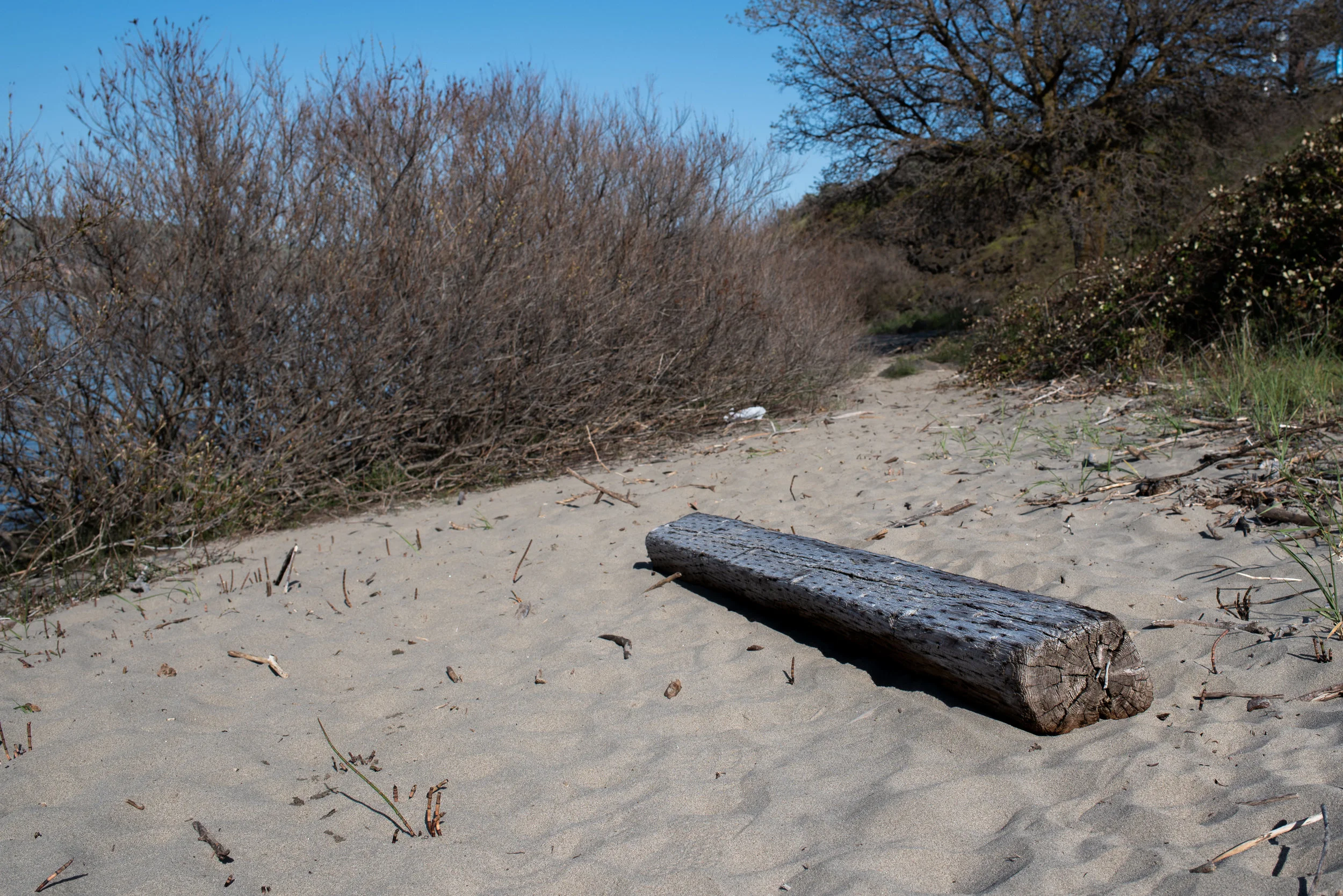 A discarded railroad tie is found on the beach of the Columbia River at Riverfront Park in The Dalles, Ore. The site was remediated under the Superfund program in the 1990s by its owner, Union Pacific Railroad.