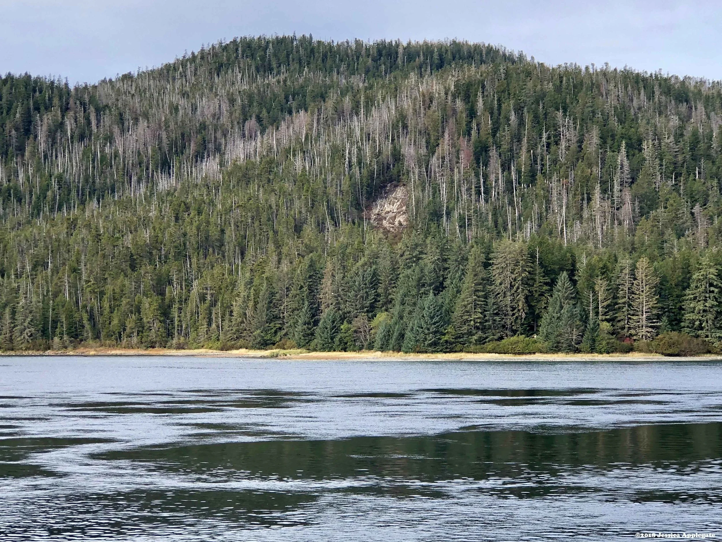 Large swaths of dead Alaska yellow cedar line the hillside on Chicagof Island in the Tongass National Forest.