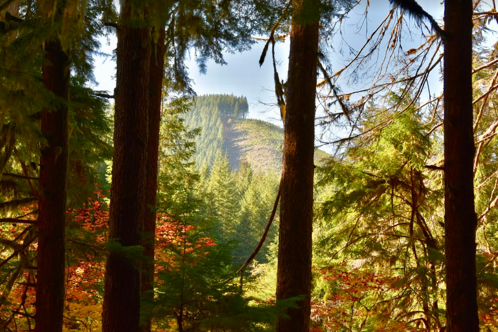 VALLEY OF THE GIANTS.jpg