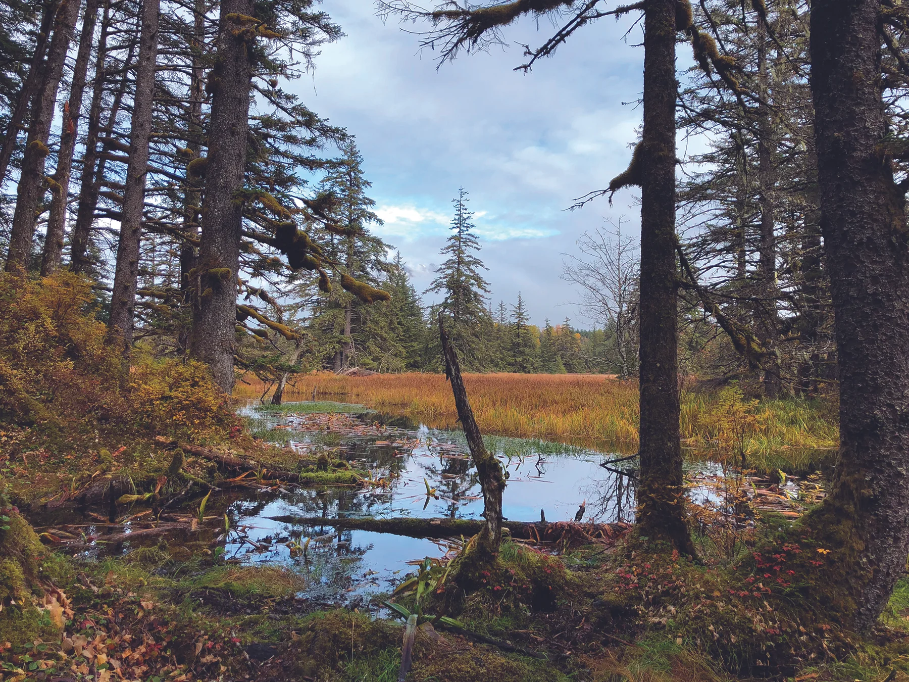 alaska muskeg.jpg