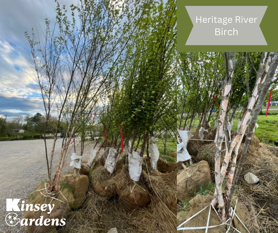 Heritage River Birch.png