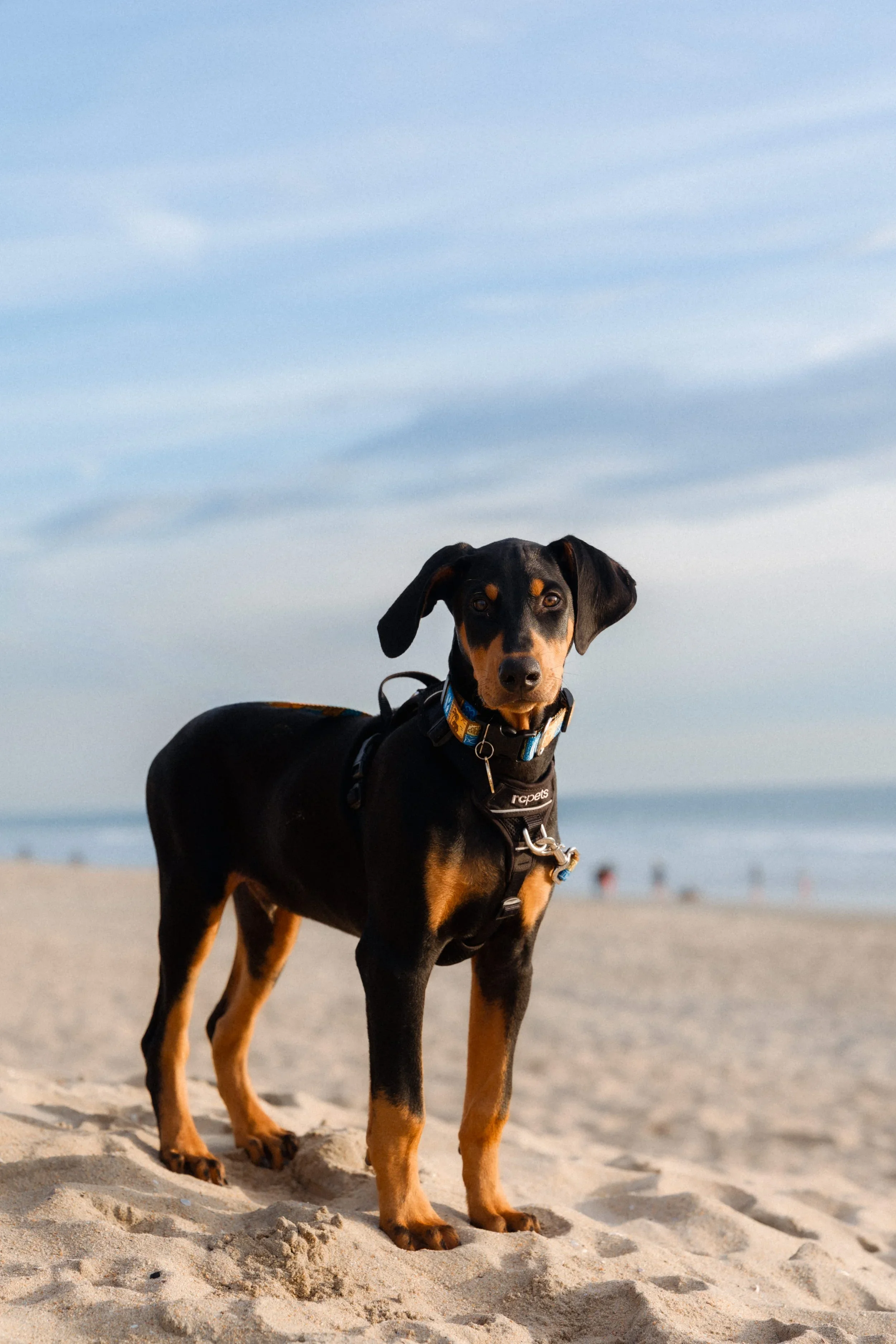 A black and tan dog standing on a sandy beach with the ocean and sky in the background.