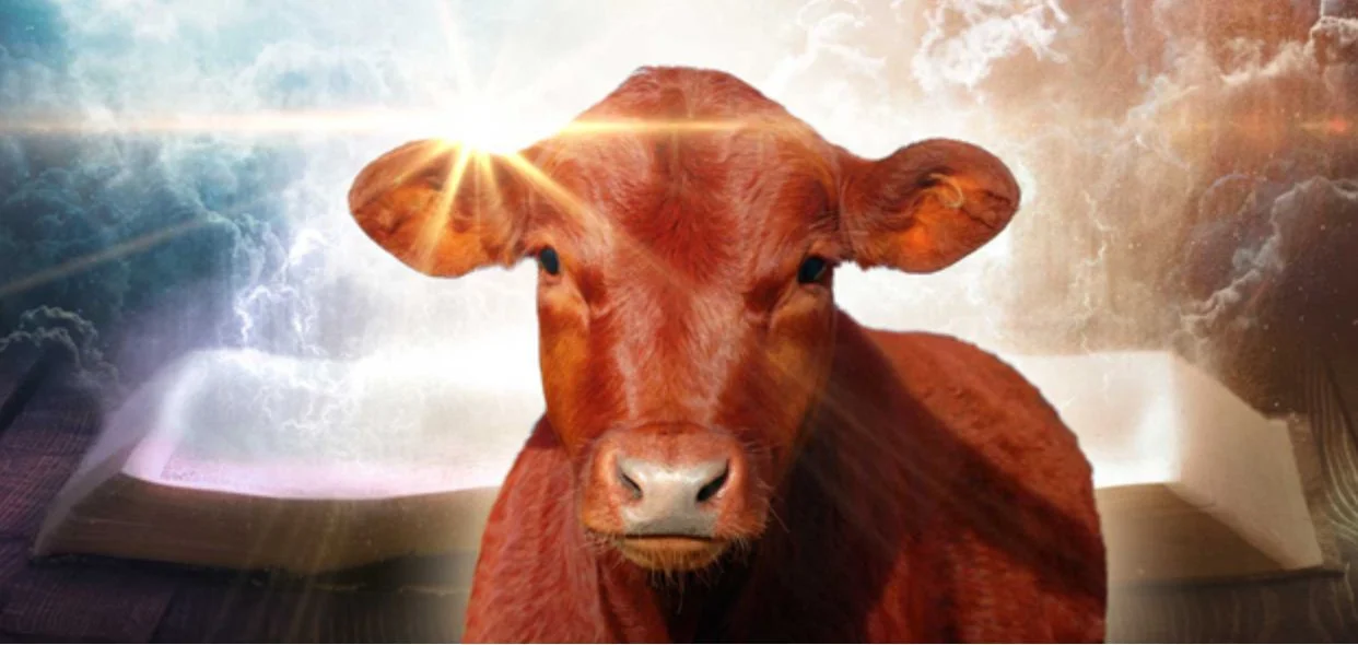 Download Another Red Heifer Born In Israel The King Is Coming