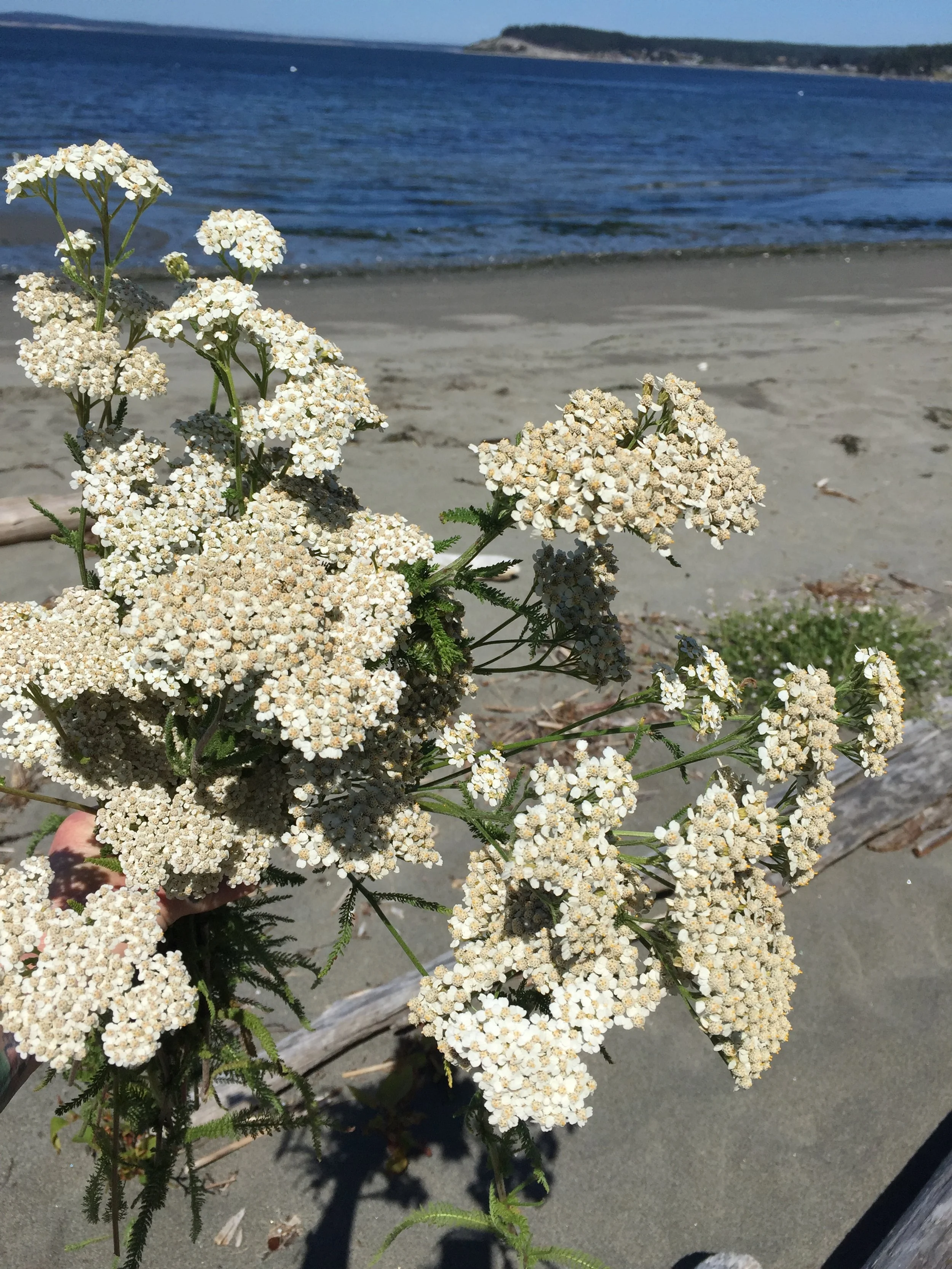 2019-07-20 11.38.26.jpg