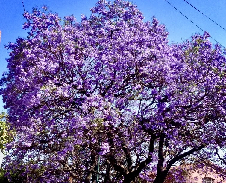 #Equinoccio de Primavera. A raja tabla. 20/03/17