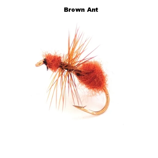 AntBrown.jpg