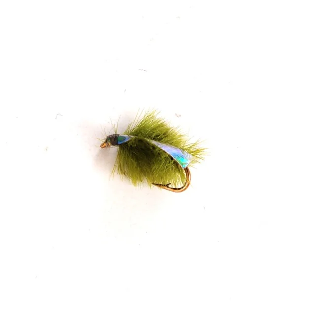 Sow Bug Olive