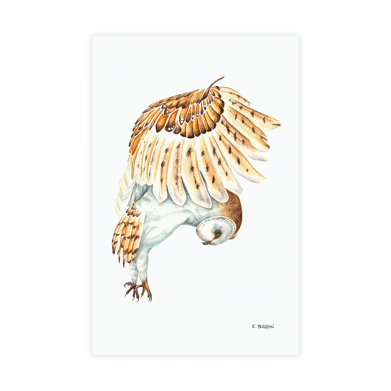 barn_owl_shop.png