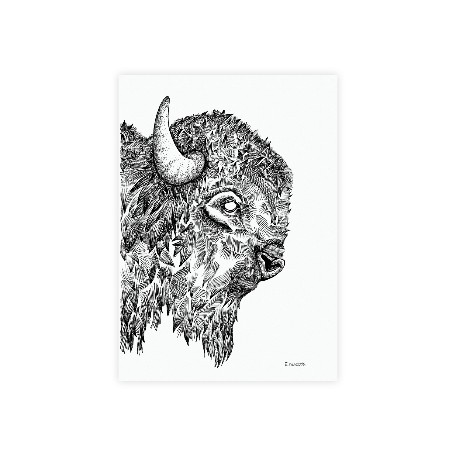 Bison 5x7.png