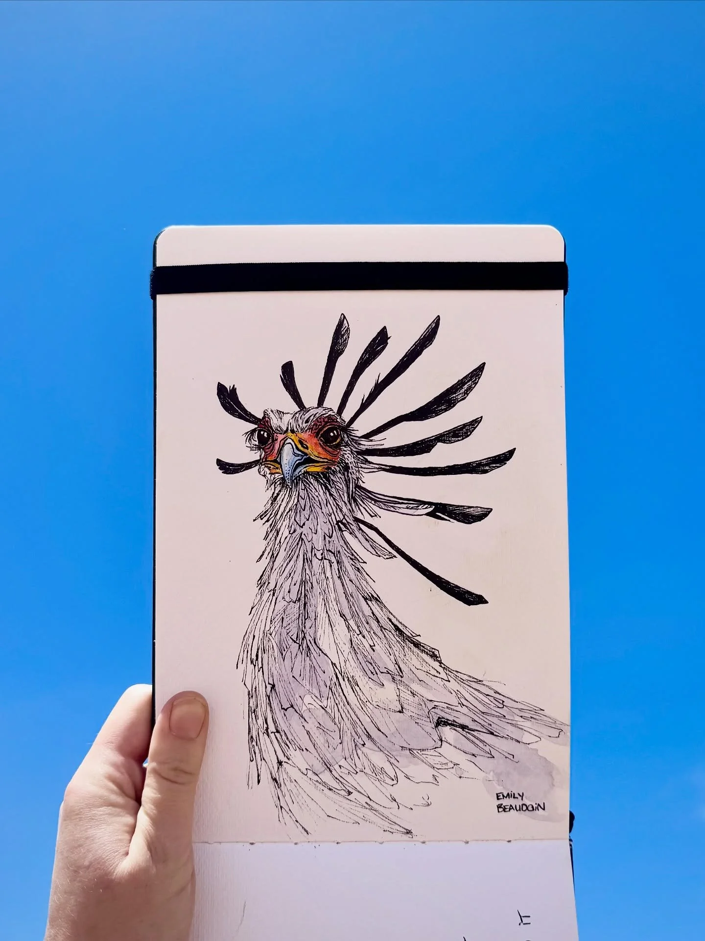Secretary birds were one of my favourite species to watch during this trip. Standing over 4 feet tall, these striking birds spend most of their time on land, walking around looking for snakes to eat. They are famous for curling their sharp, heavy fee