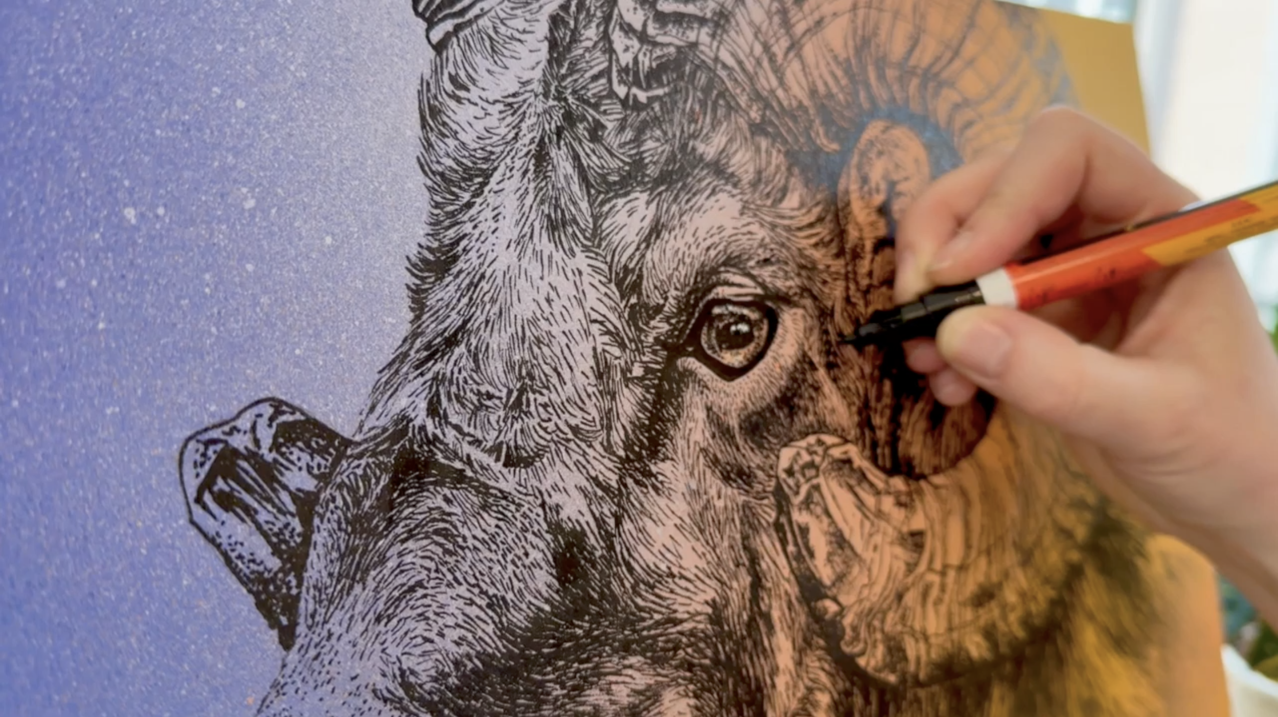 Bighorn Sheep Still.png