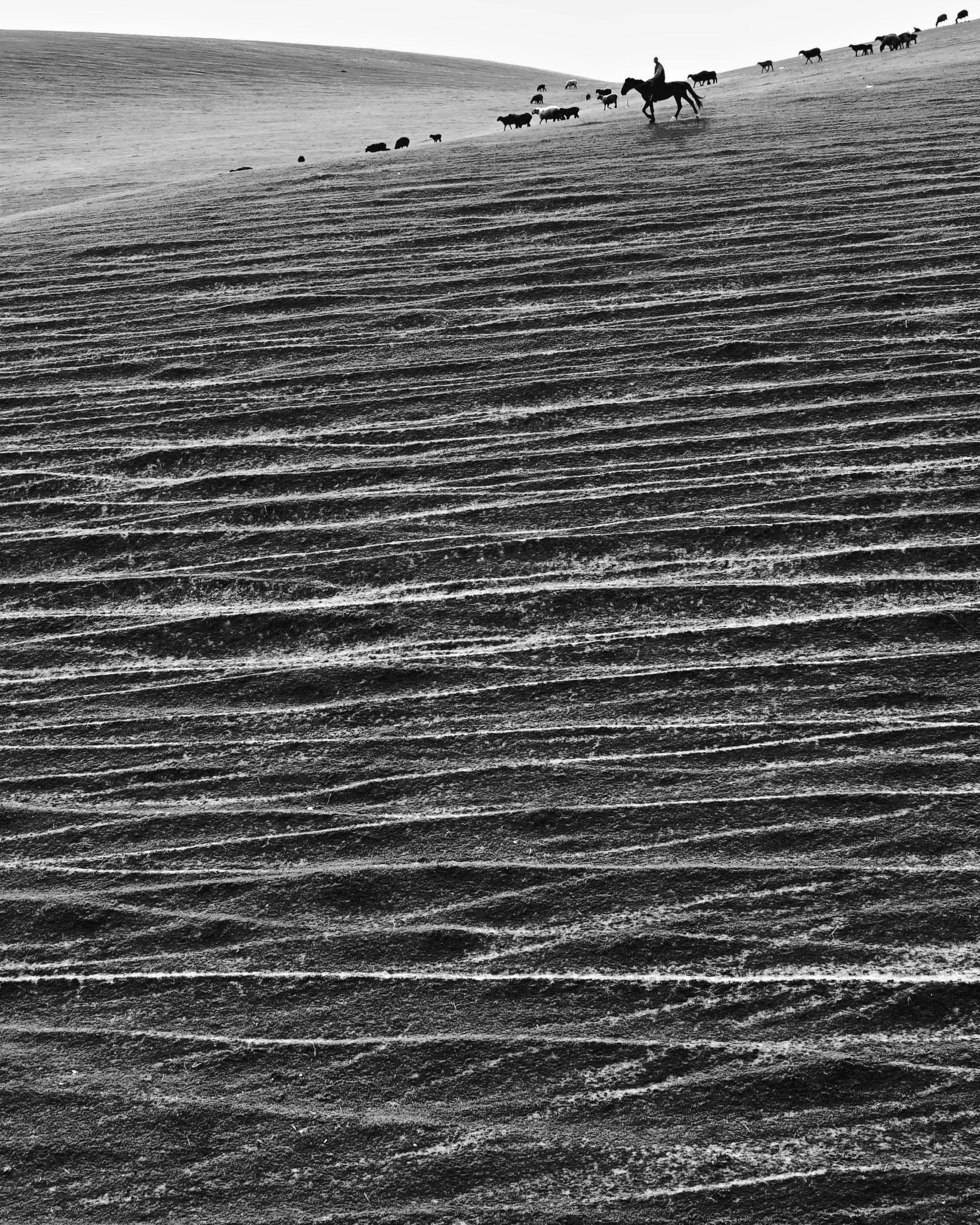 A shepherd looks over his flock on a hill outside Dzhelal-Abad, Kyrgyzstan