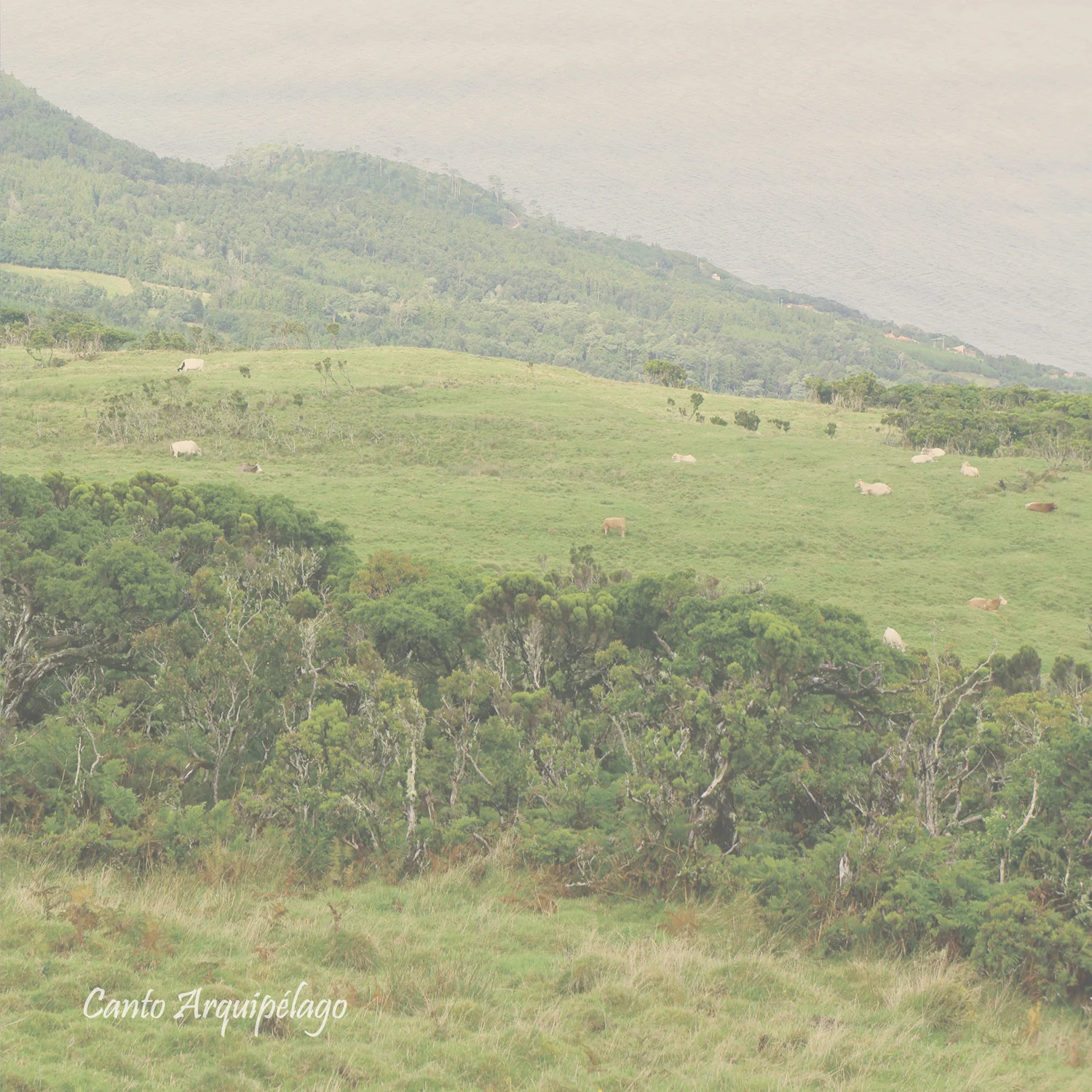Dolphins Into The Future - Canto Arquipélago LP