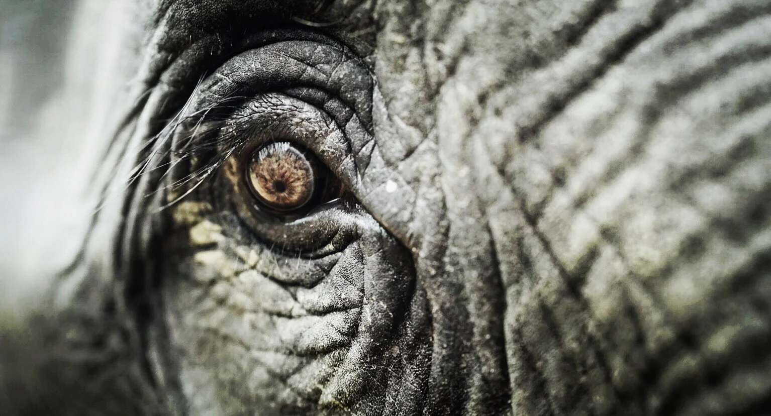 Elephant Eyeball.jpeg