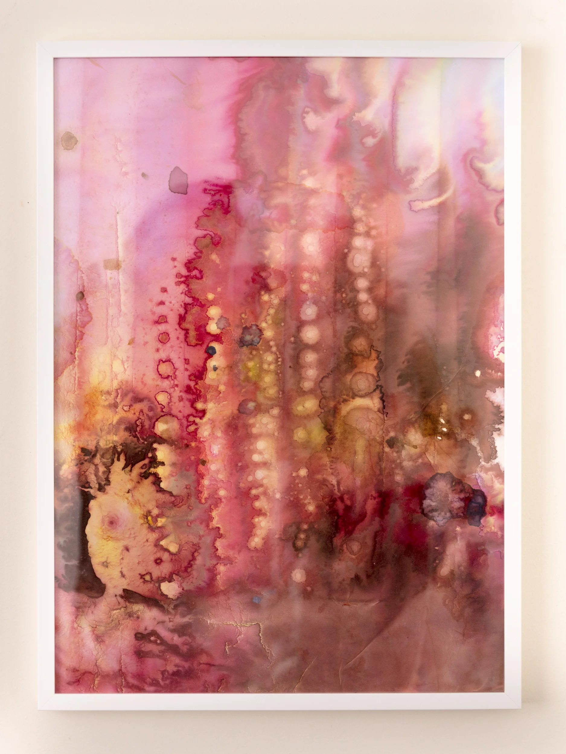 Pink Algae