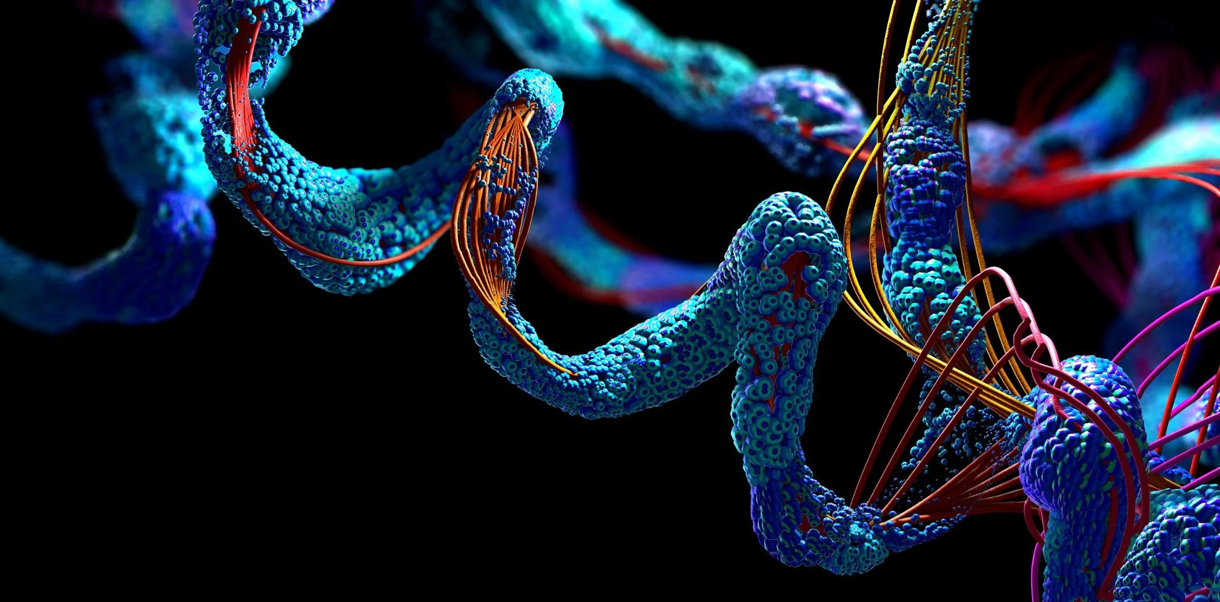 FORUM BIOPHYSICS 2026