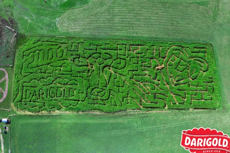 Darigold_Corn_Maze_2015_logo.jpg