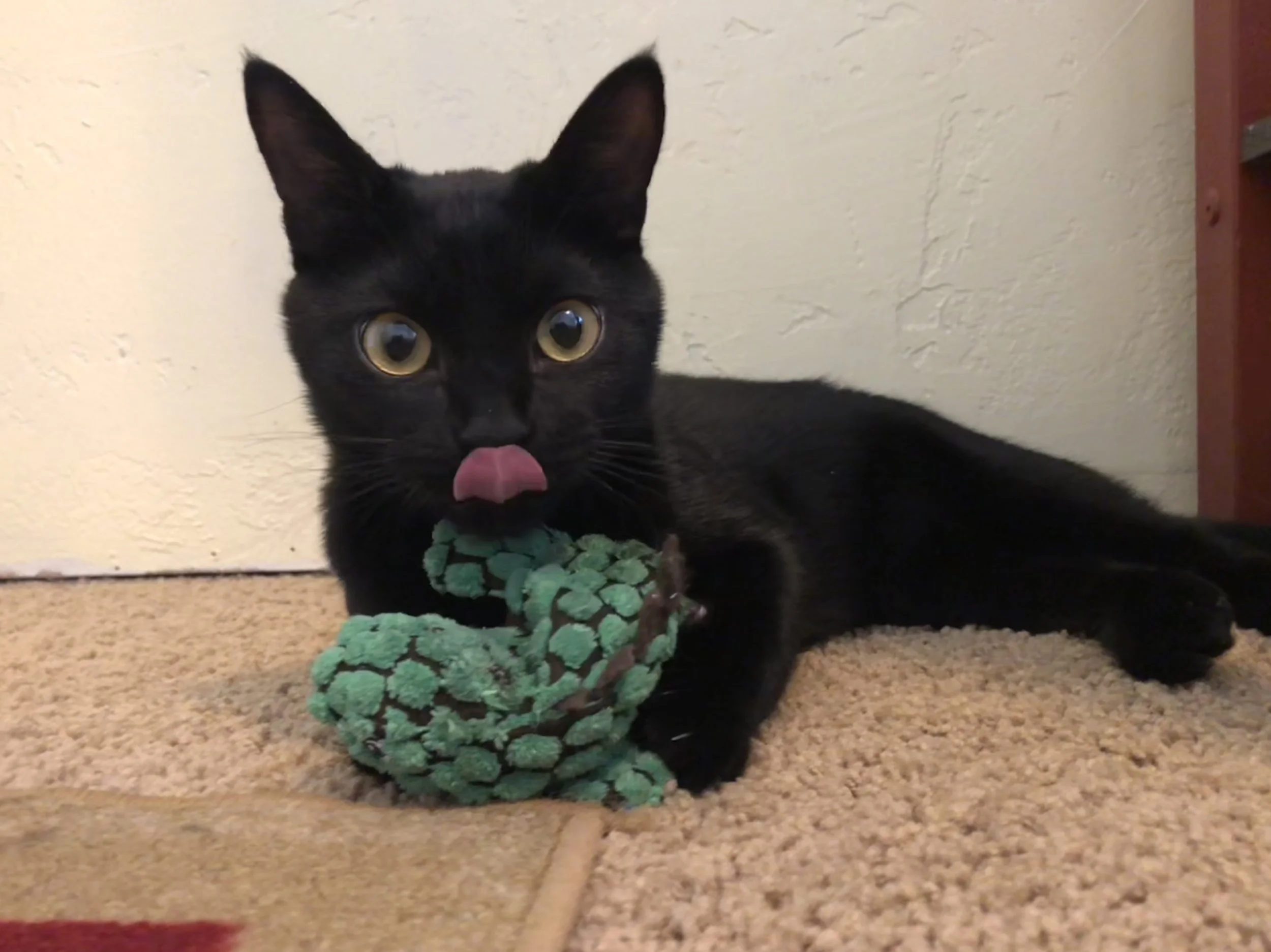  Socks is too cute for words. 