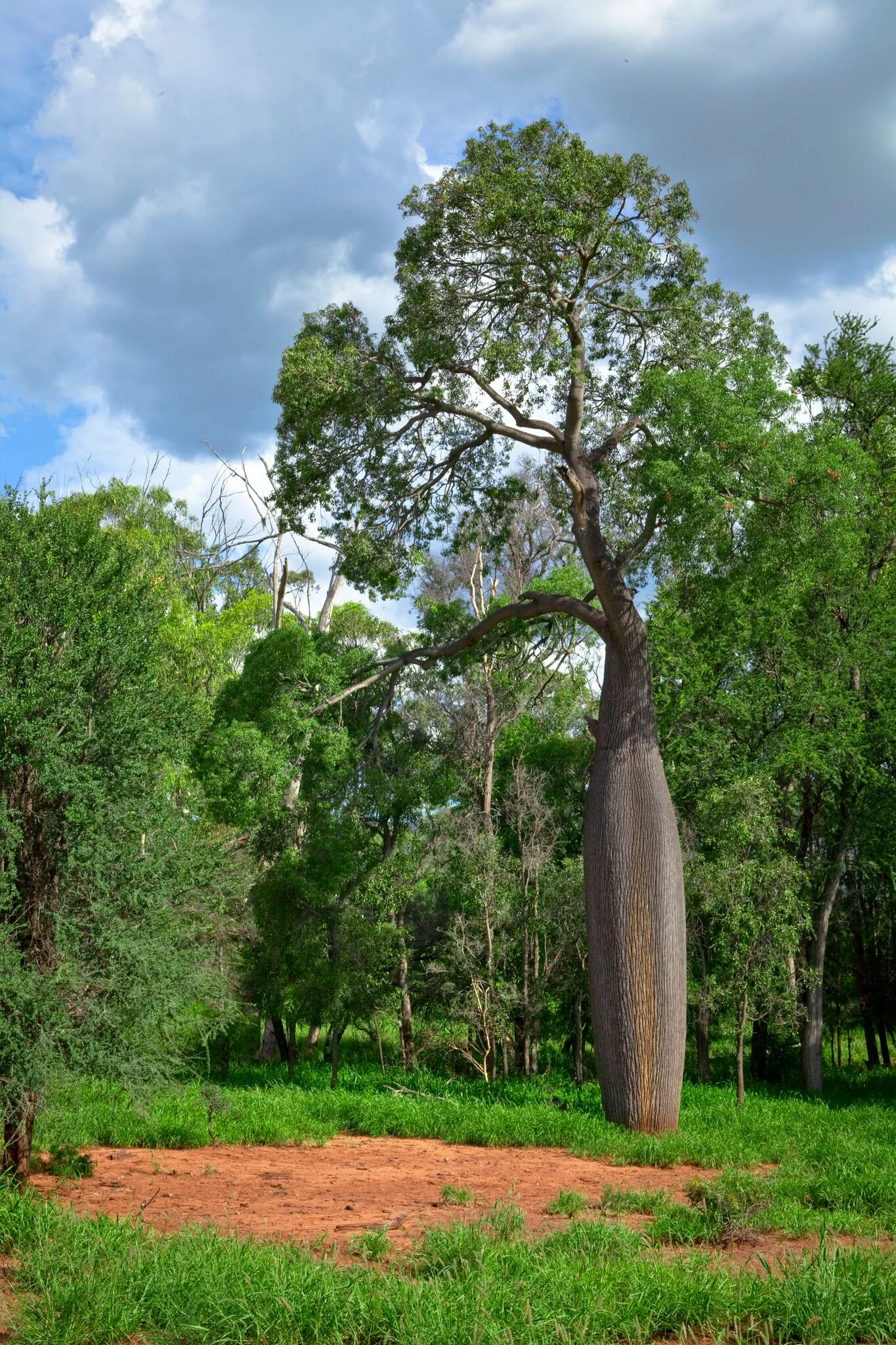 Bottle Tree, Roma