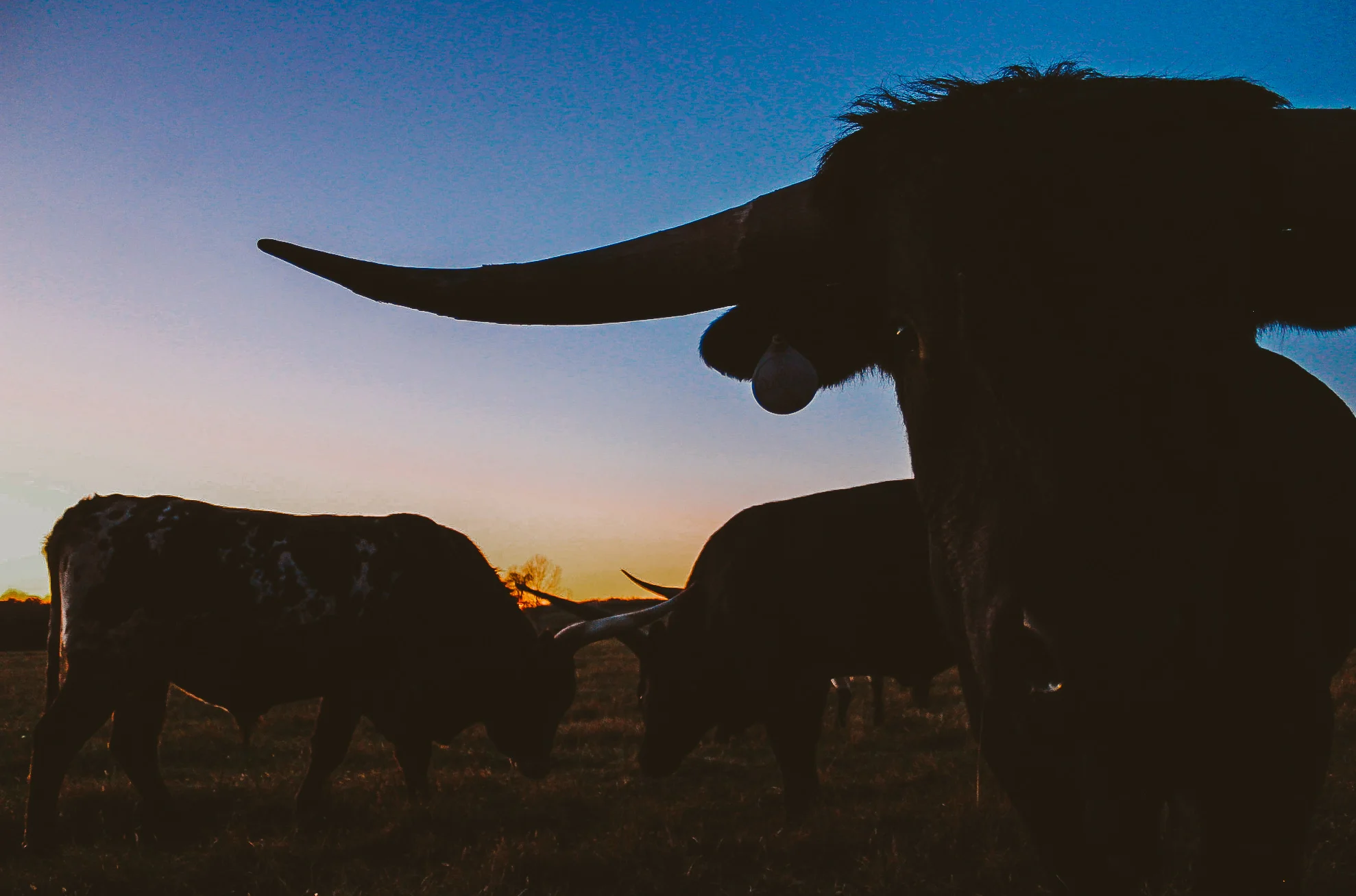 Screen Shot 2019-08-22 at 10.49.10 PM.jpg