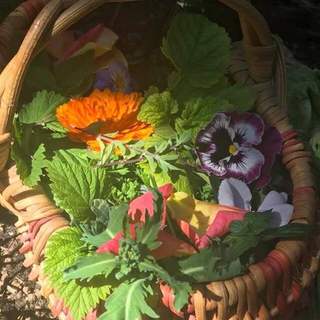 Gifts from the Garden for my Enchanted Smoothie! Today I gathered greens, herbs and flowers including Kale, Lettuce, Parsley, Pansy, Lemon Balm, Nasturtium, Thyme, Oregano, Rose, Calendula and more...