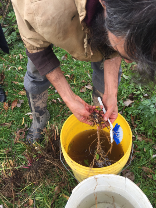 pete scrubbing roots.jpg